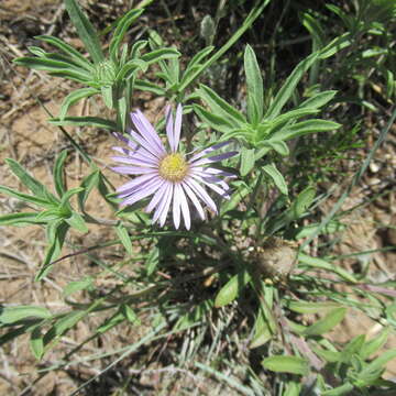 Image of Texas Townsend daisy