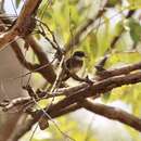 Image of Australian Northern Fantail