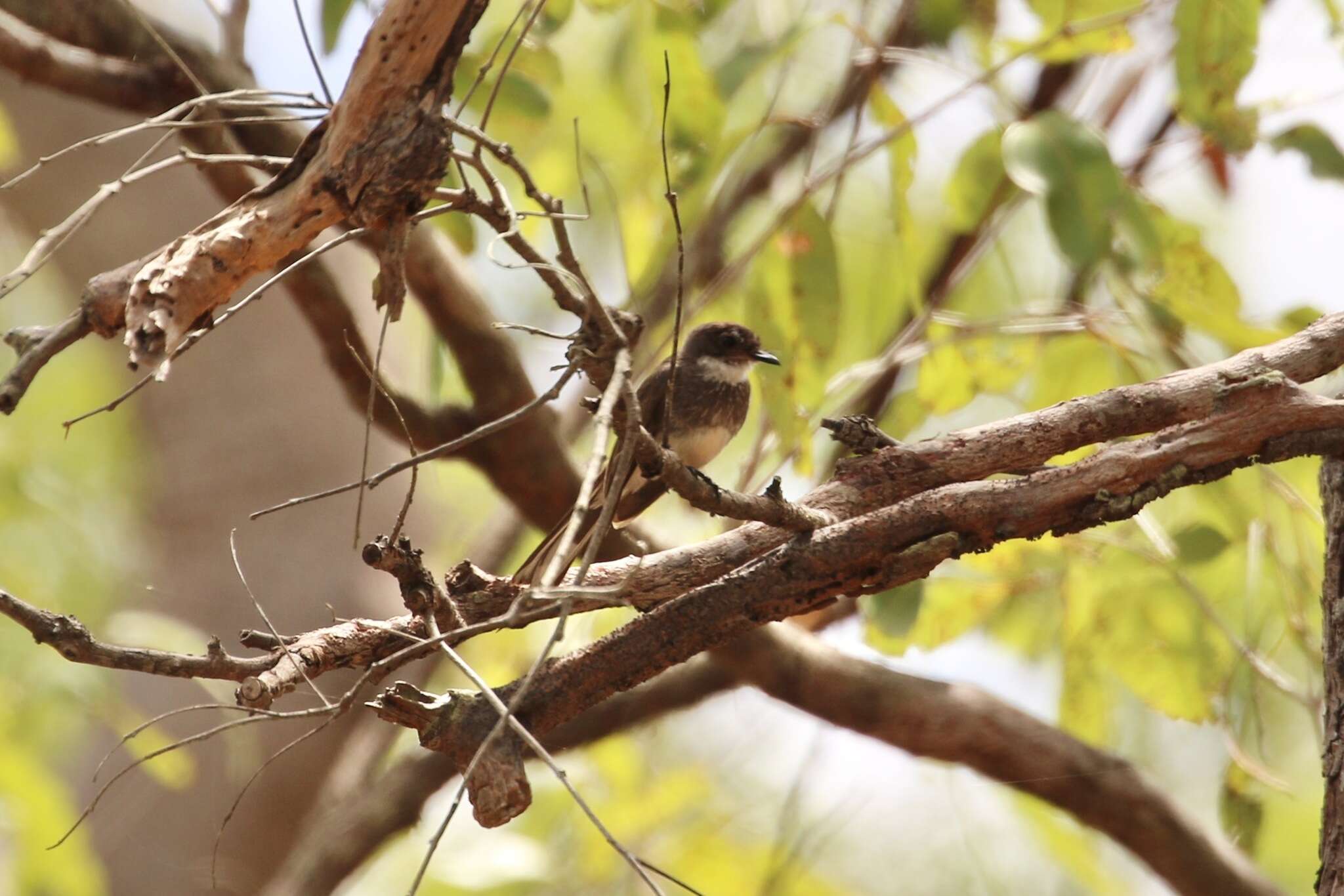 Image of Australian Northern Fantail