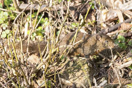 Image of Orange-bellied Himalayan Squirrel