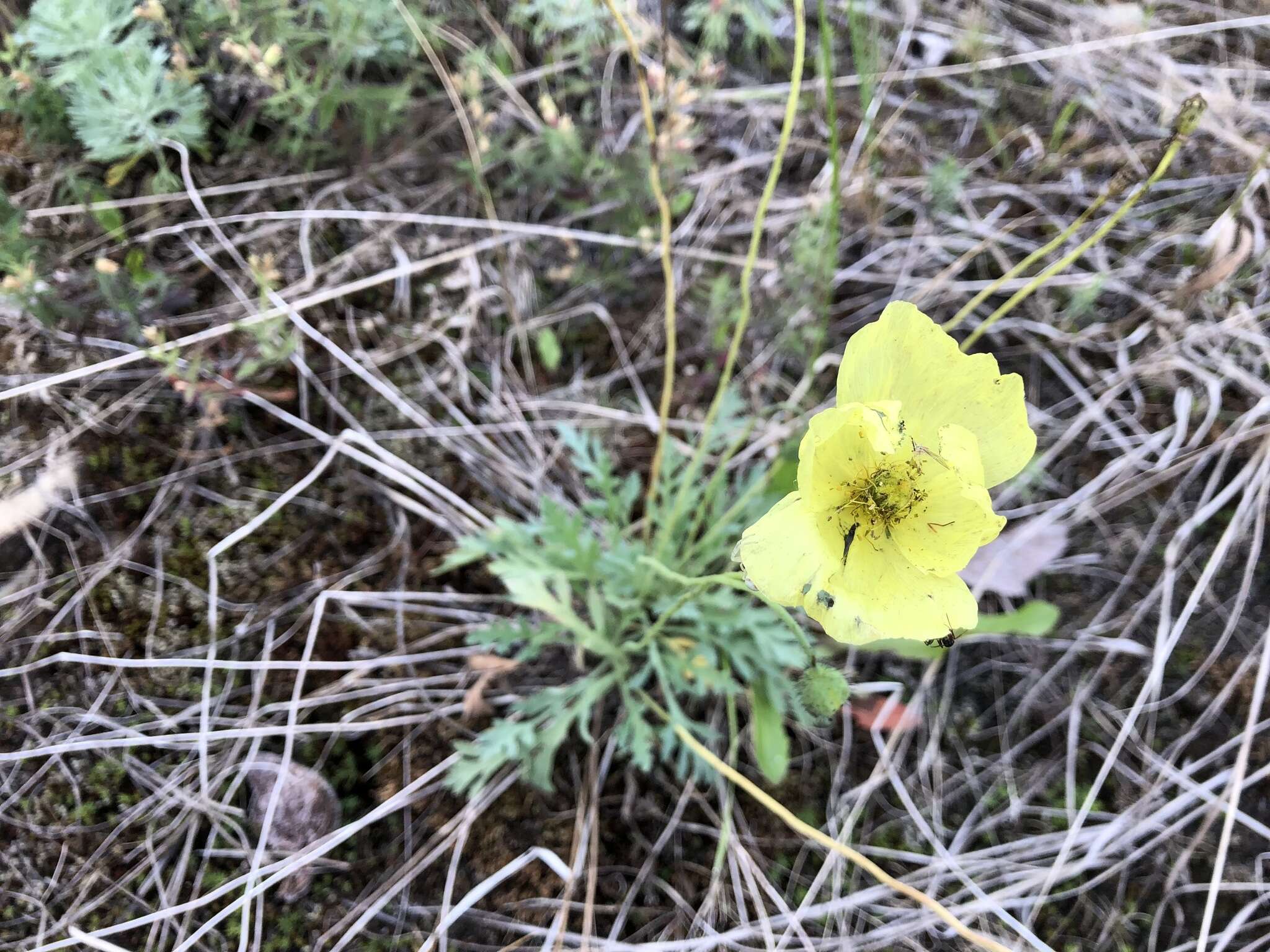 Image of Icelandic poppy