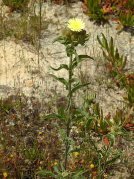 Image of Andryala integrifolia L.