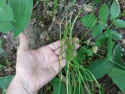 Image of field garlic