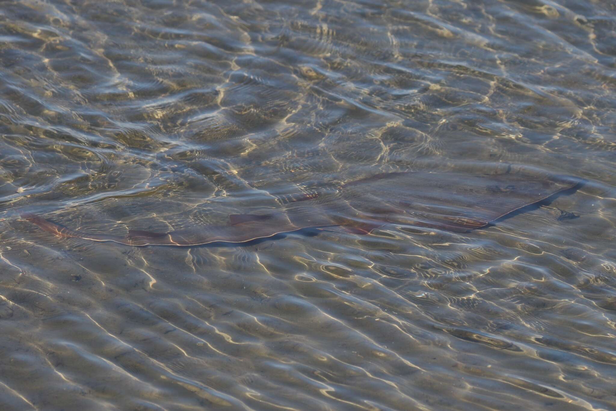 Image of Guitarfish