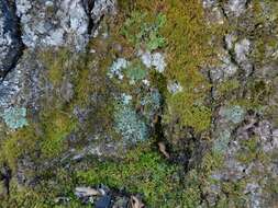 Image of Casarett's shield lichen