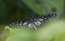 Image of Ideopsis juventa curtisi (Moore 1883)