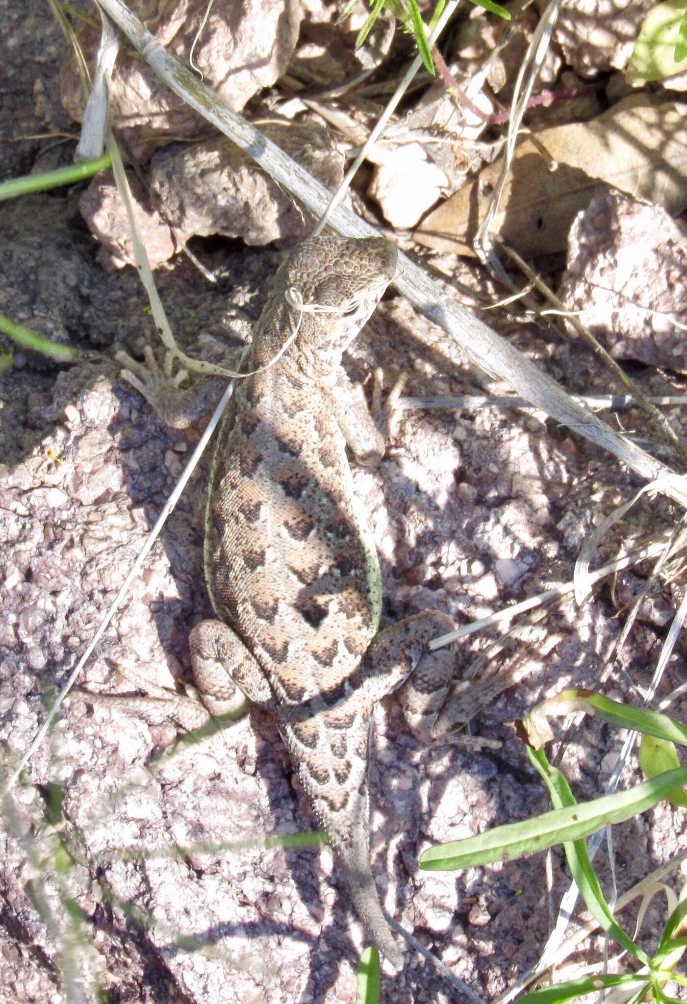 Image of Elegant Earless Lizard