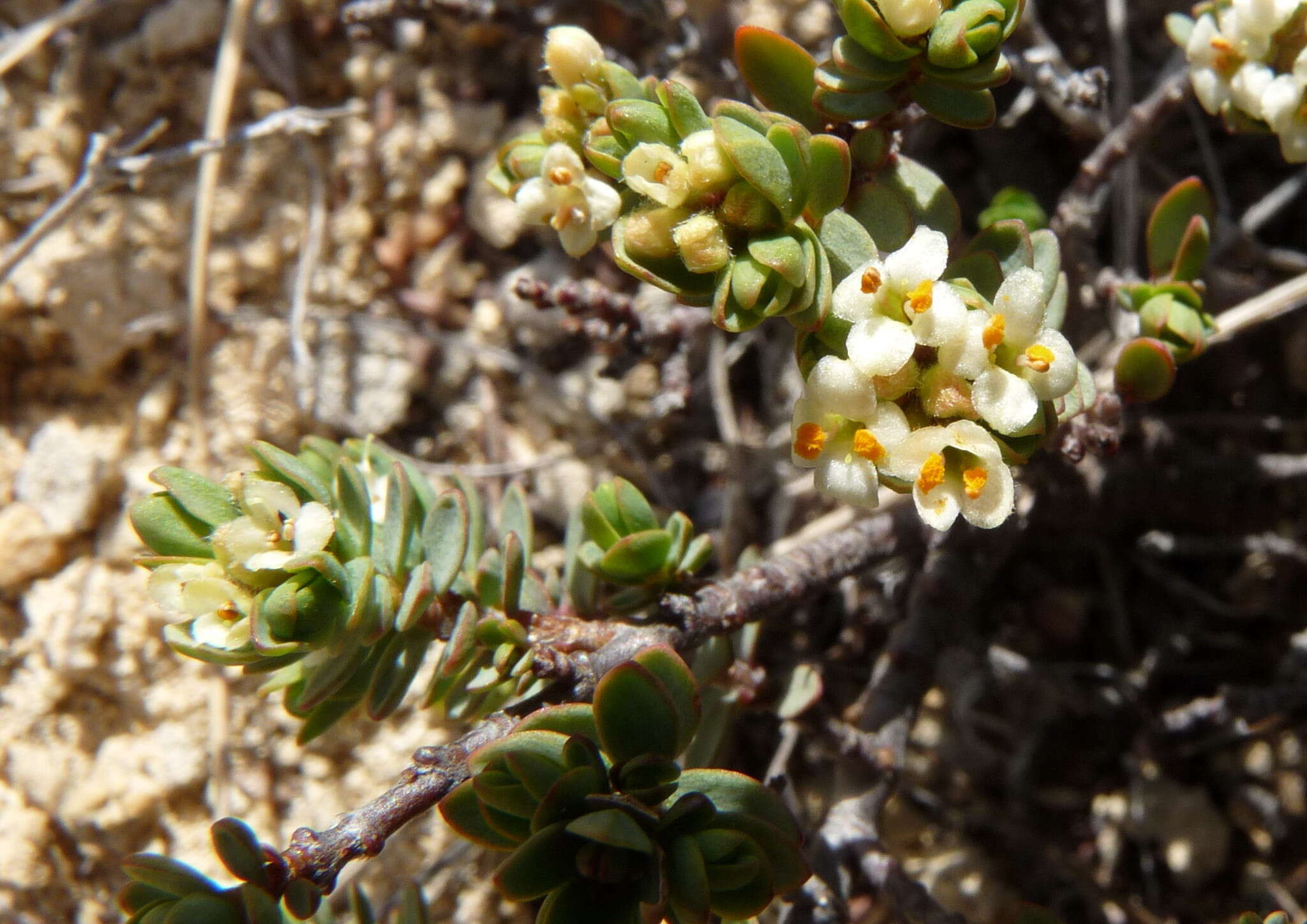 Image of Pimelea prostrata (J. R. & G. Forst.) Willd.