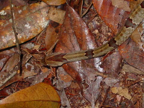 Image of Brown Kukri Snake