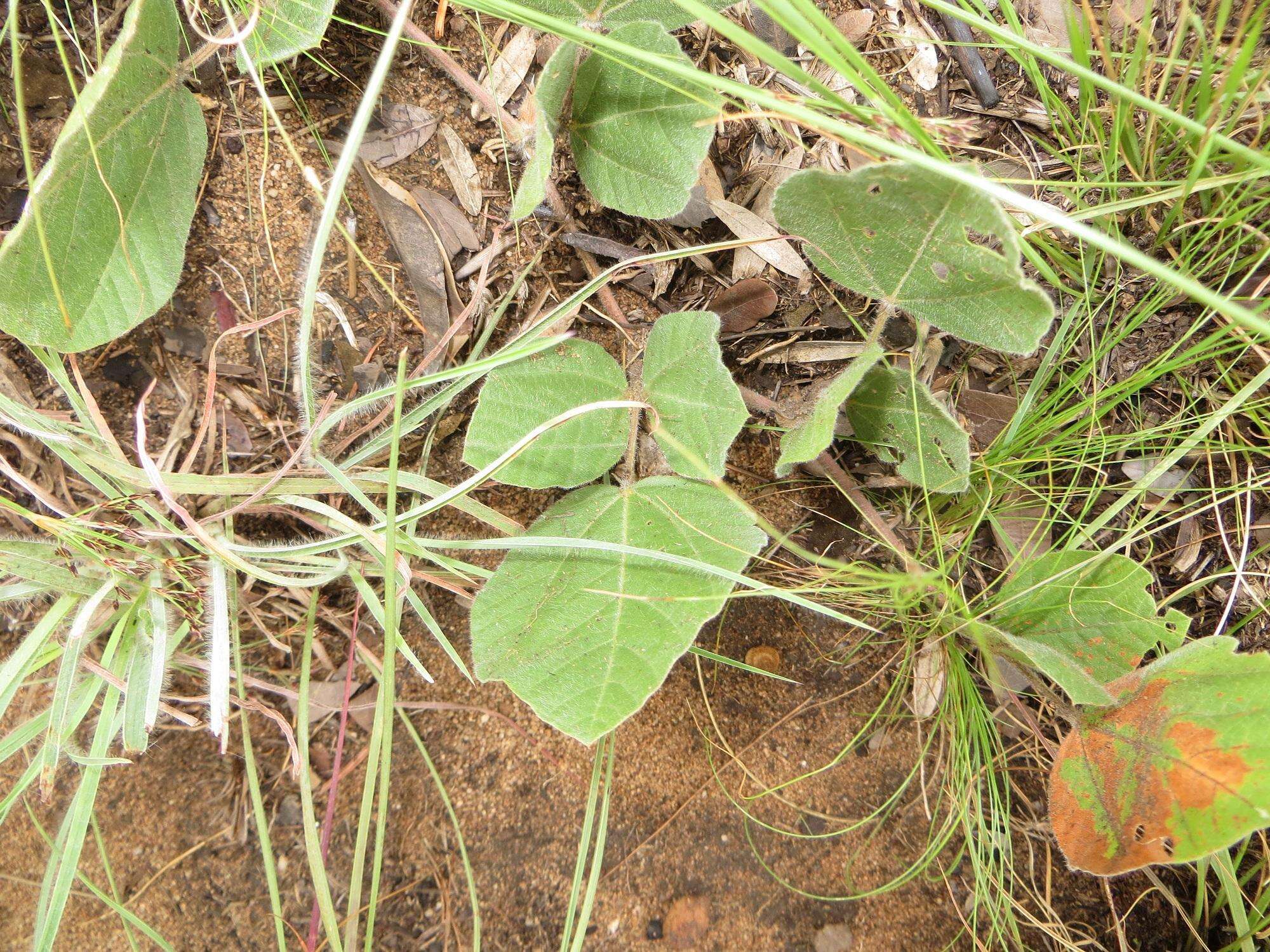 Image of Rhynchosia monophylla Schltr.