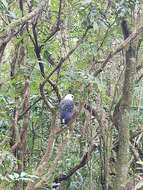 Image of White-necked Hawk