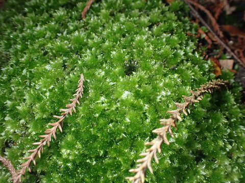 Image of Rosulabryum subtomentosum Spence 1996