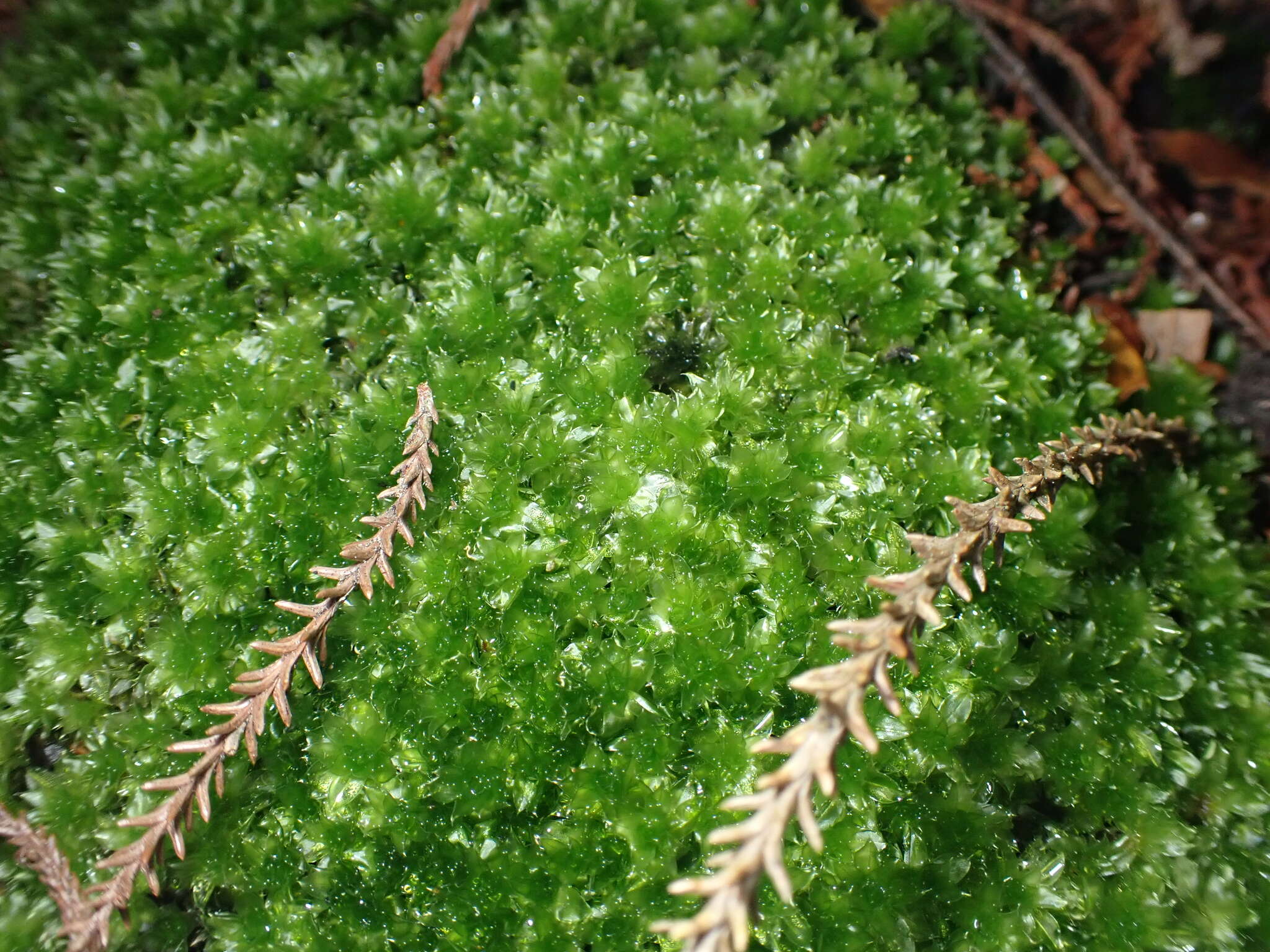 Image of Rosulabryum subtomentosum Spence 1996