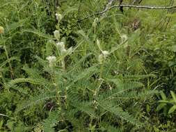 Imagem de Astragalus alopecurus Pall. ex DC.