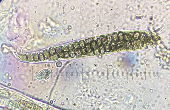 Image of Sporormiella vexans (Auersw.) S. I. Ahmed & Cain 1972