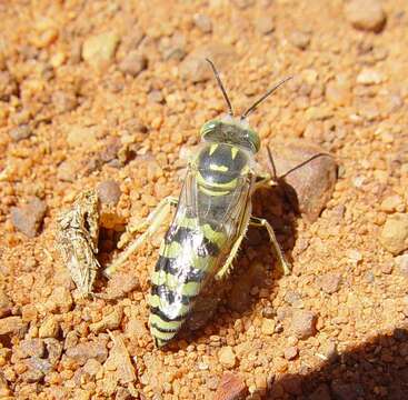 Image of Bembix variabilis F. Smith 1856