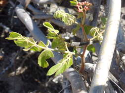 Image of Cissus decidua J. A. Lombardi