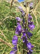 Aconitum burnatii Gayer的圖片