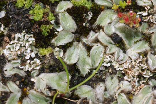 Image de Riccia lamellosa Raddi