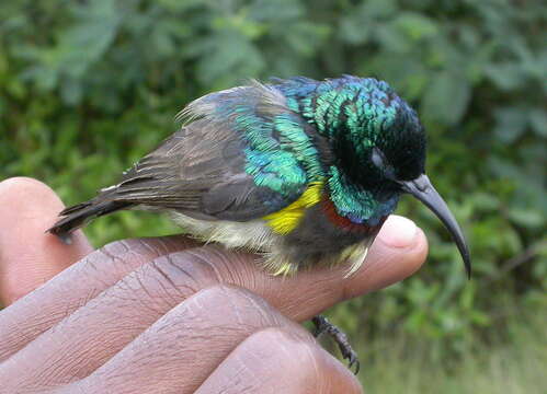 Image of Souimanga Sunbird