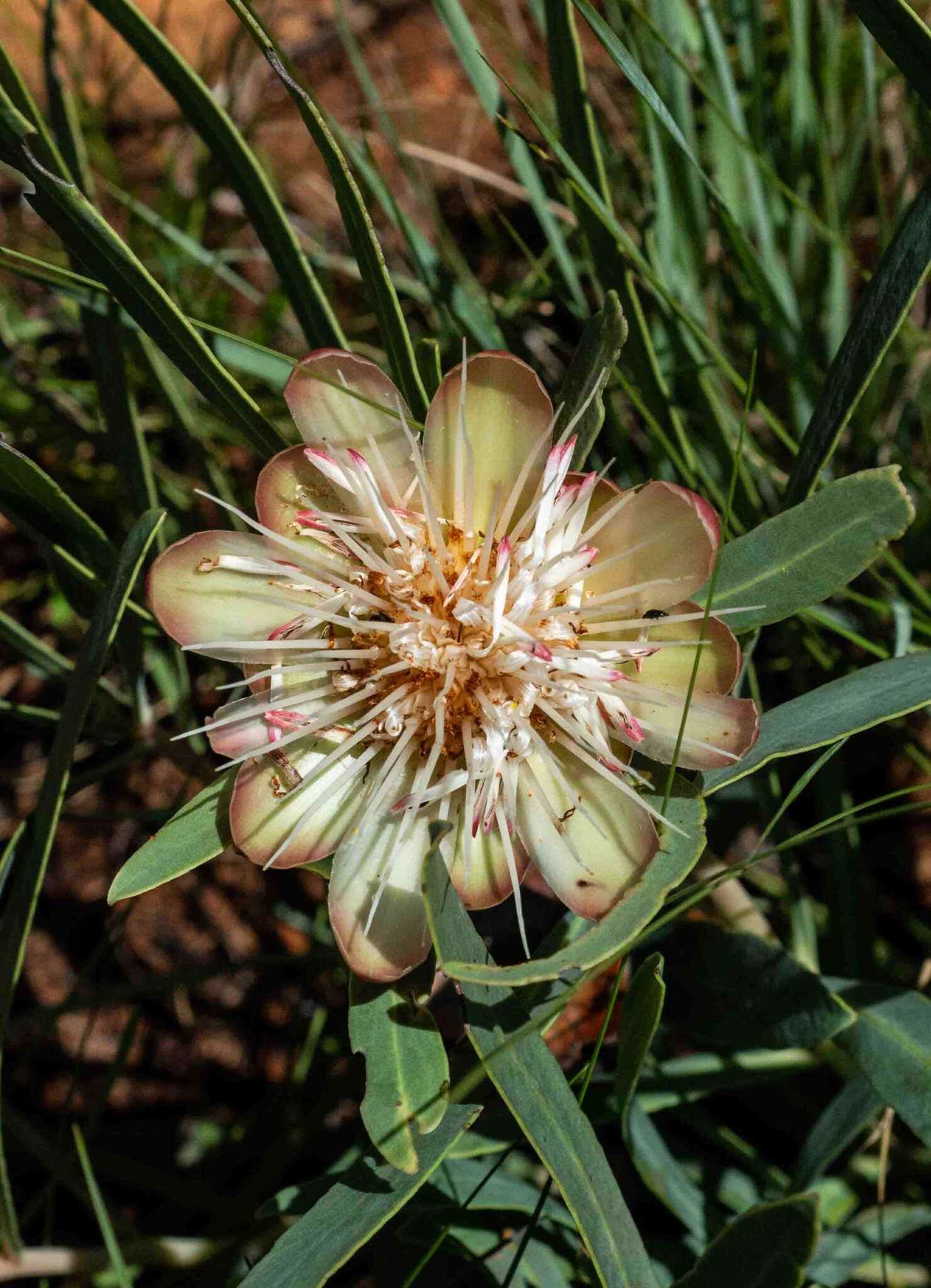 Image of Nyanga protea