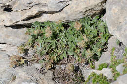 Imagem de Potentilla nivalis Lapeyr.