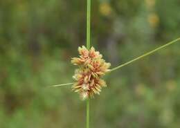 Слика од Cyperus acuminatus Torr. & Hook.