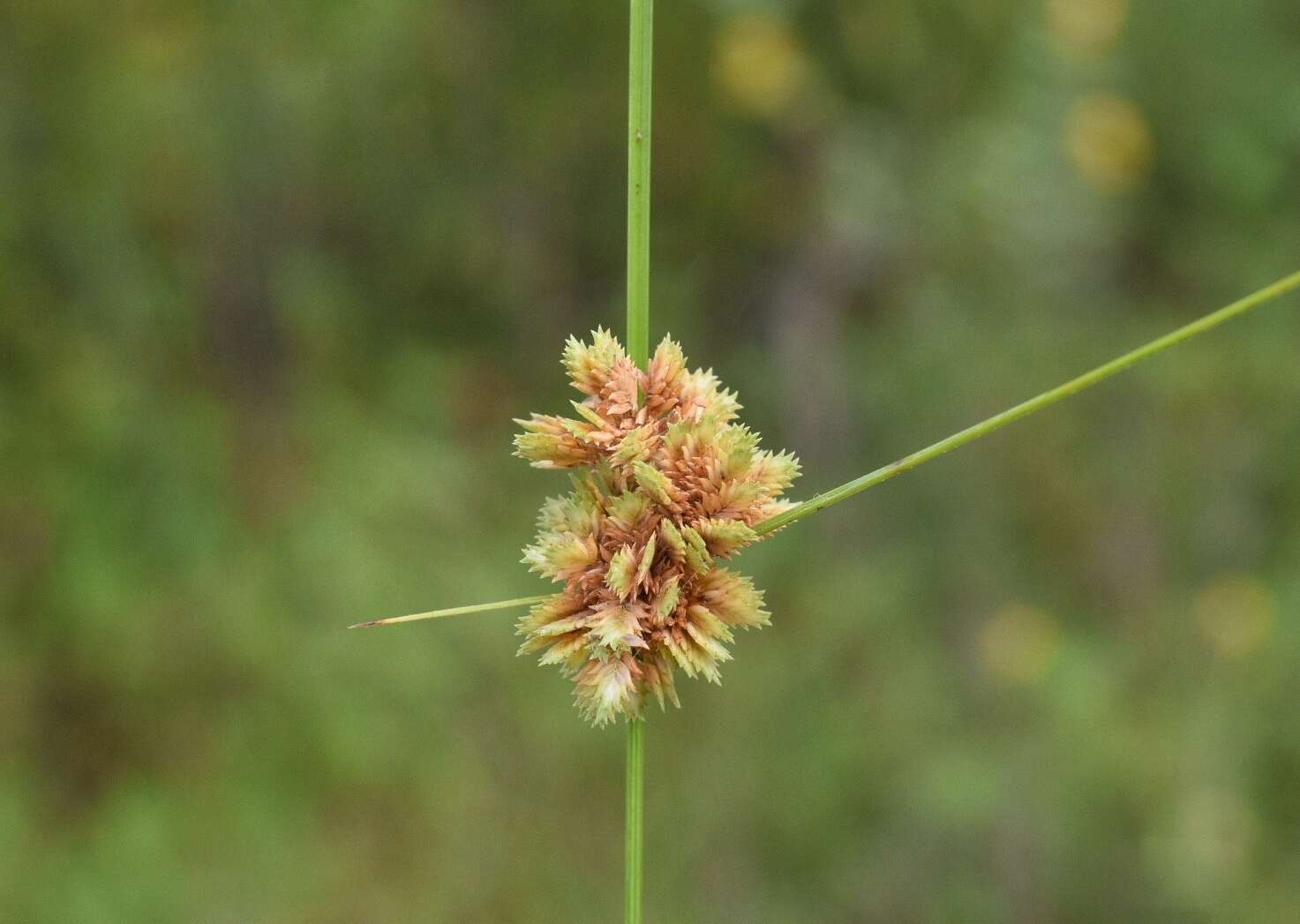 Image of tapertip flatsedge