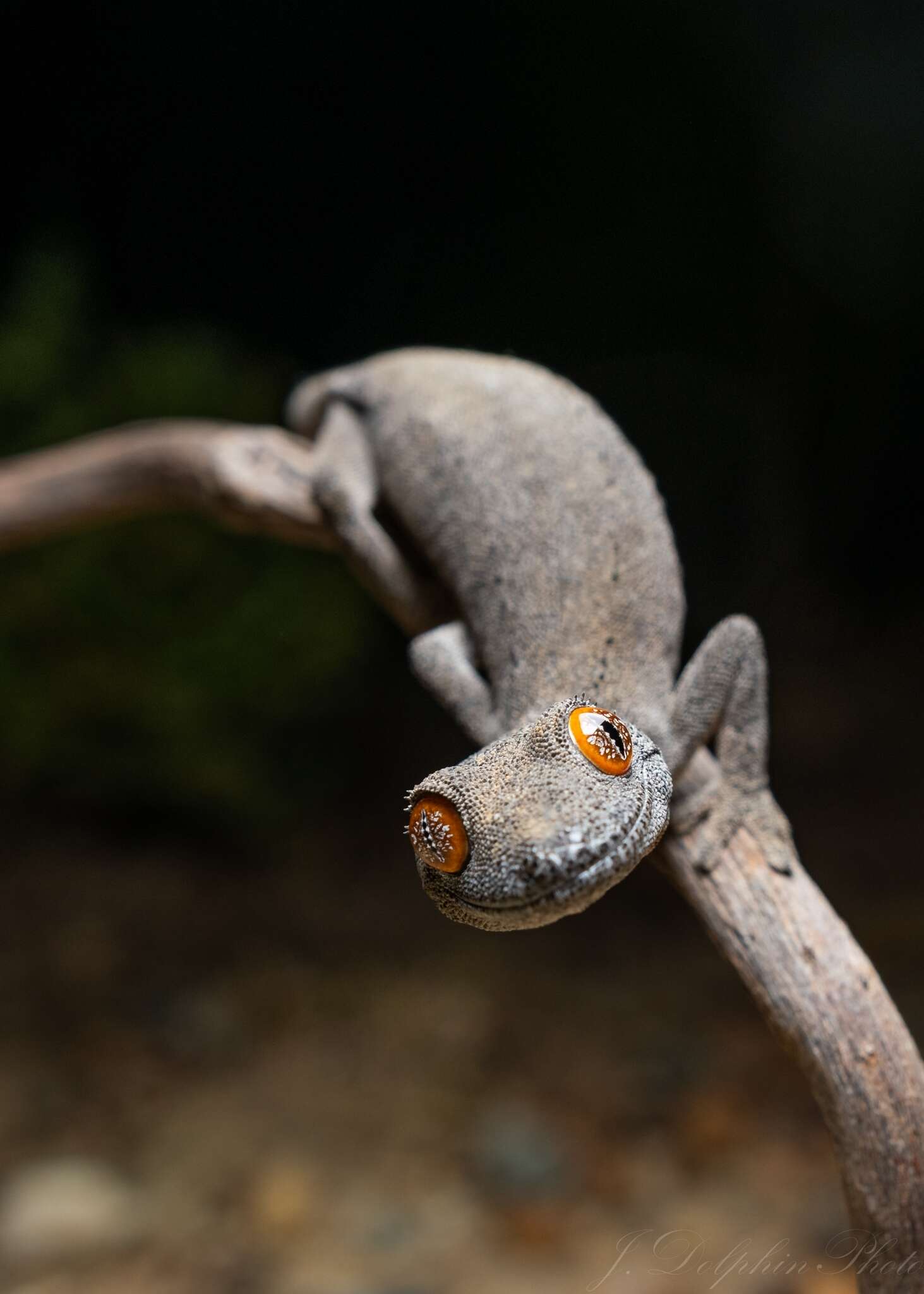 Image of Strophurus spinigerus inornatus (Storr 1988)