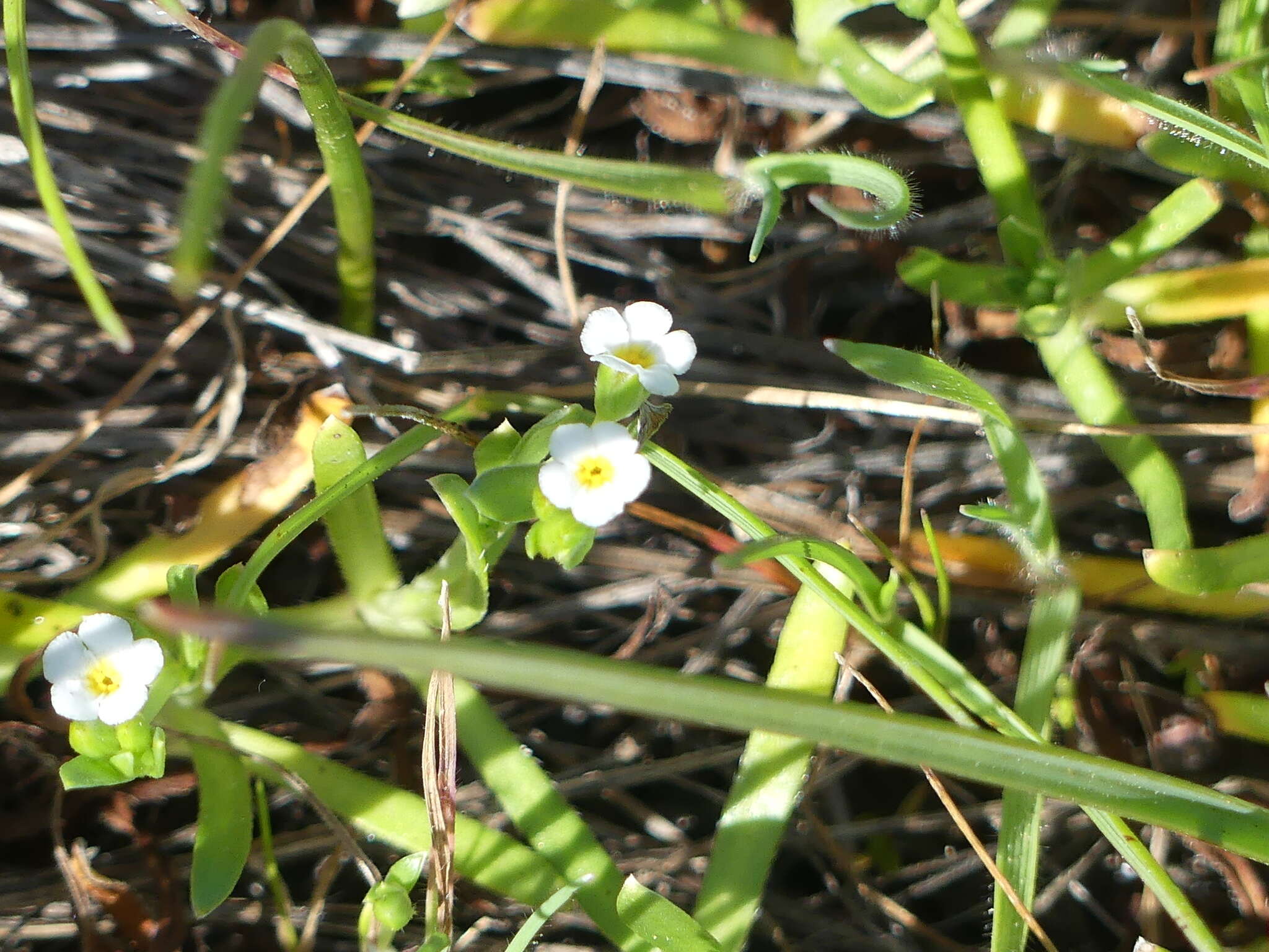 Image of stalked popcornflower