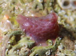 Image of Pyura squamulosa (Alder 1863)