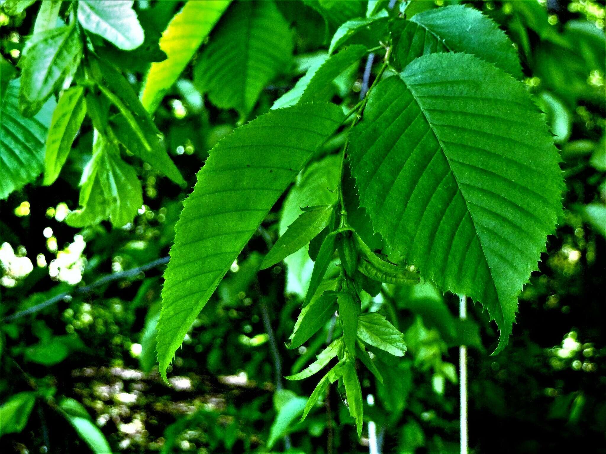 Image of American hornbeam