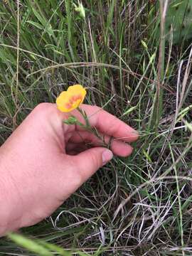 Image of stiffstem flax