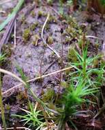 Image of pinkstink dung moss