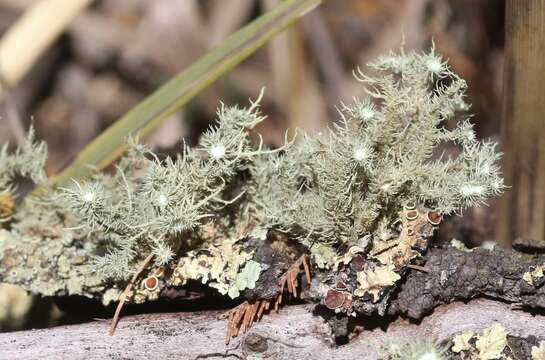 Usnea scabrida Taylor的圖片