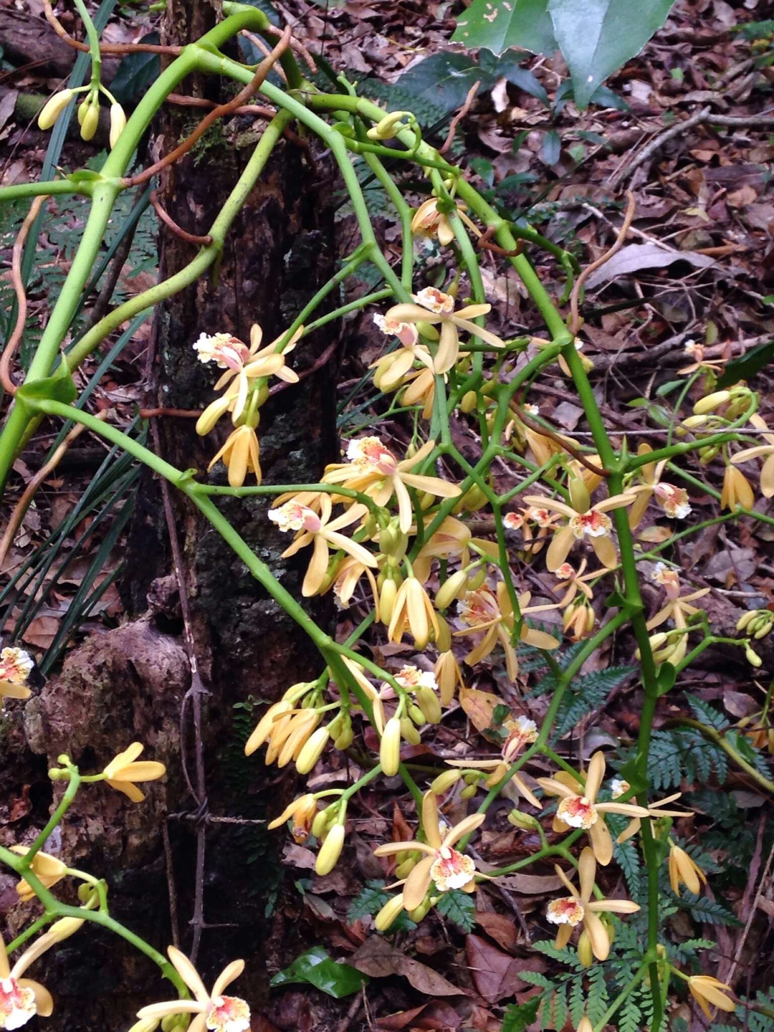 Image of Pseudovanilla foliata (F. Muell.) Garay