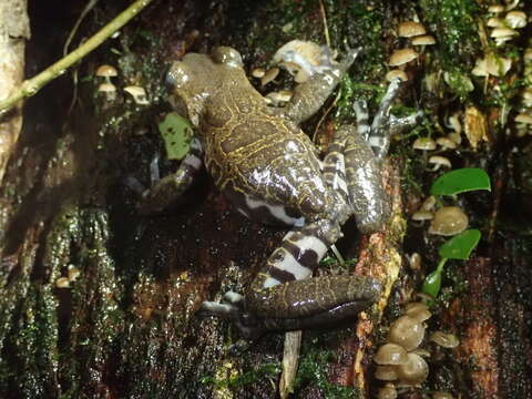 Image of Hyloscirtus criptico Coloma, Carvajal-Endara, Dueñas, Paredes-Recalde, Morales-Mite & Almeida-Reinoso et al. 2012