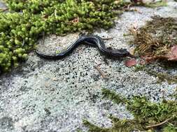 Image of Cheat Mountain salamander