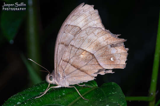 Image of <i>Pseudodebis puritana</i>