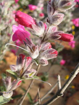 Image of Dasymalla terminalis Endl.