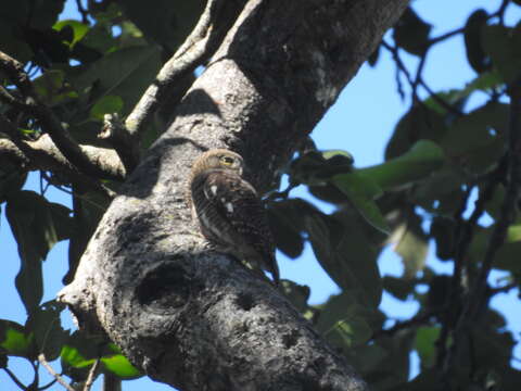 Image of Asian Barred Owlet