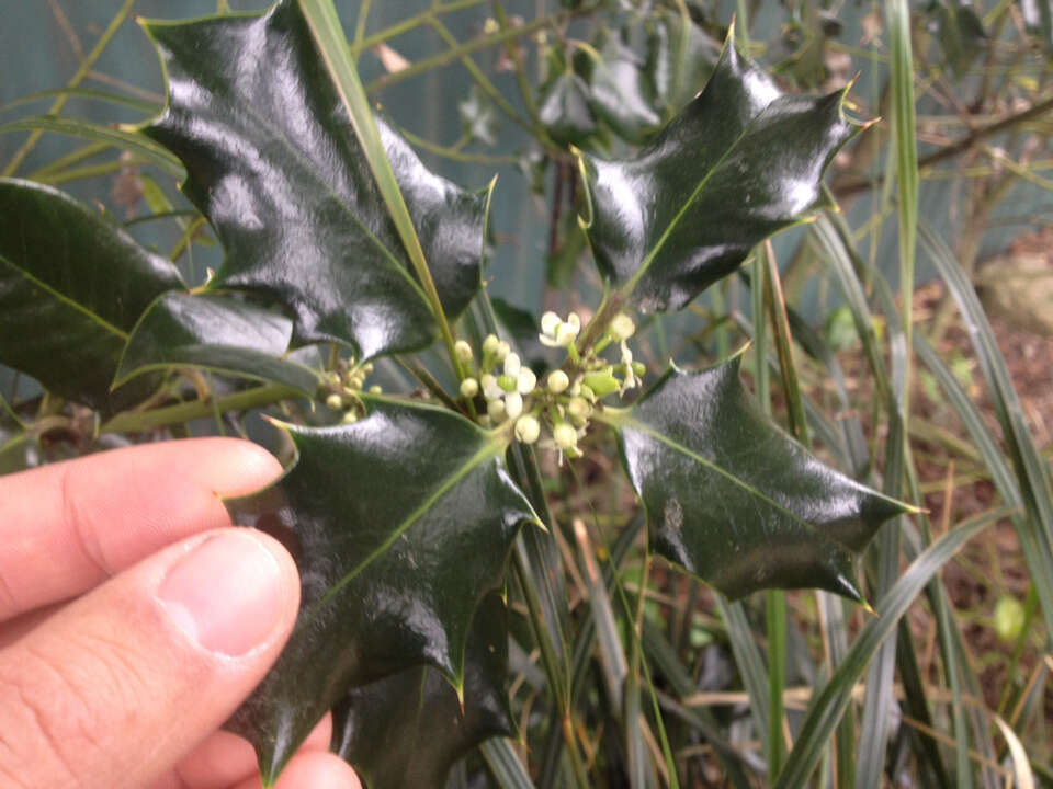 Image of English holly