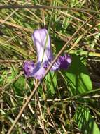 Image of swamp leather flower