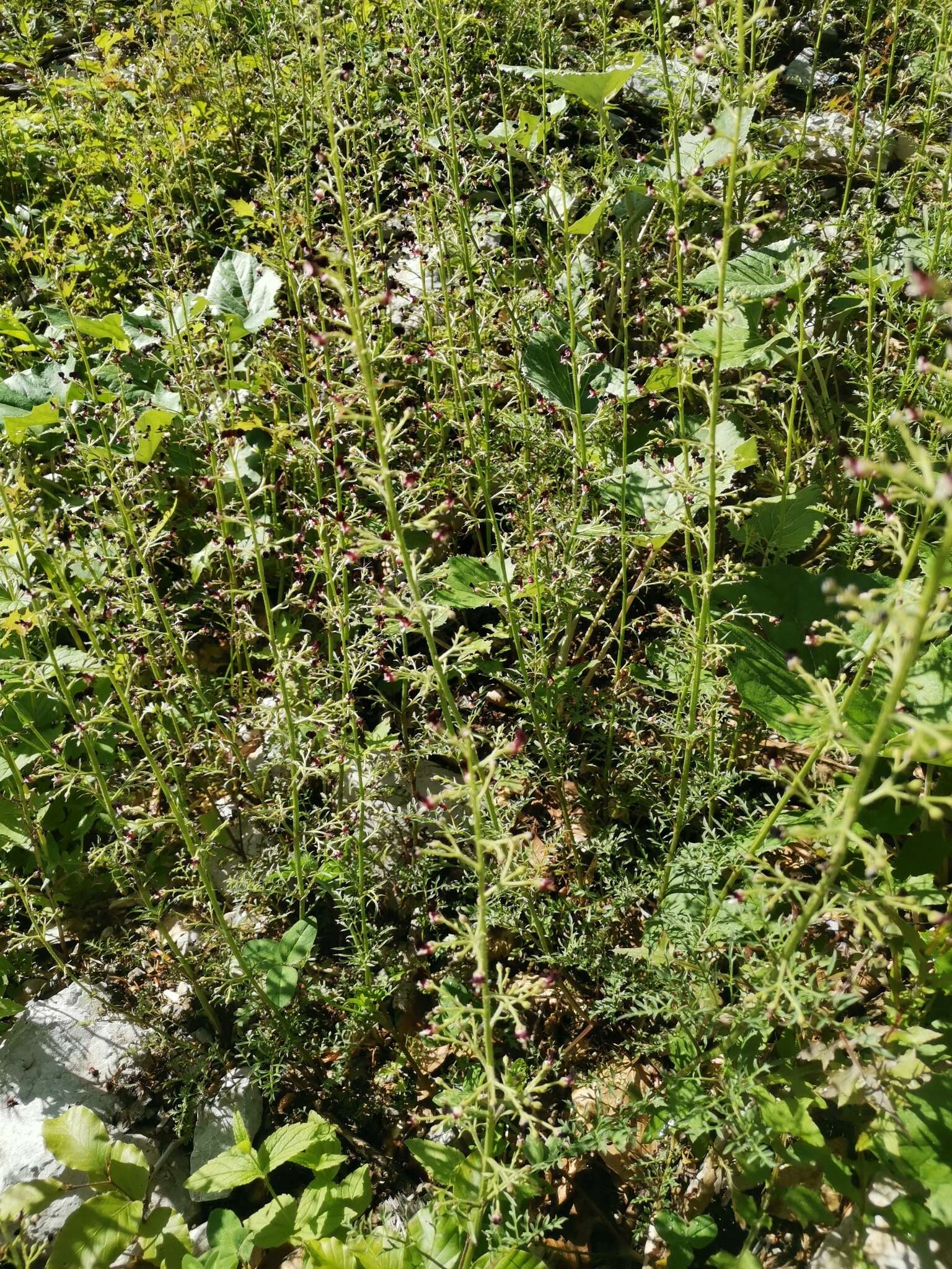 Image of Hopp's figwort