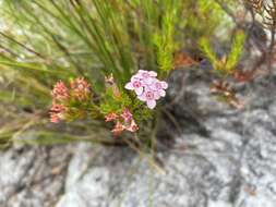 Image of Erica fastigiata L.