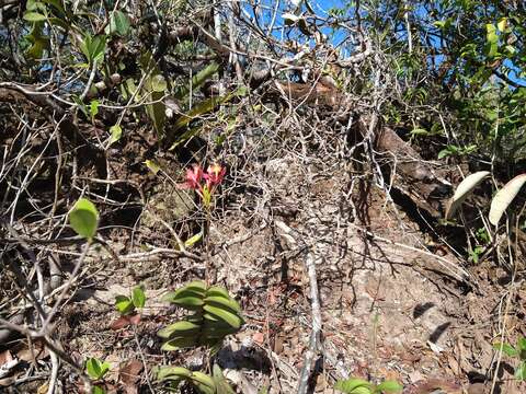 Image de Epidendrum cinnabarinum Salzm. ex Lindl.