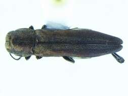 Image of Agrilus aeneocephalus Fisher 1928