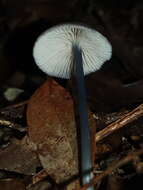 Image of Entoloma albidocoeruleum G. M. Gates & Noordel. 2007