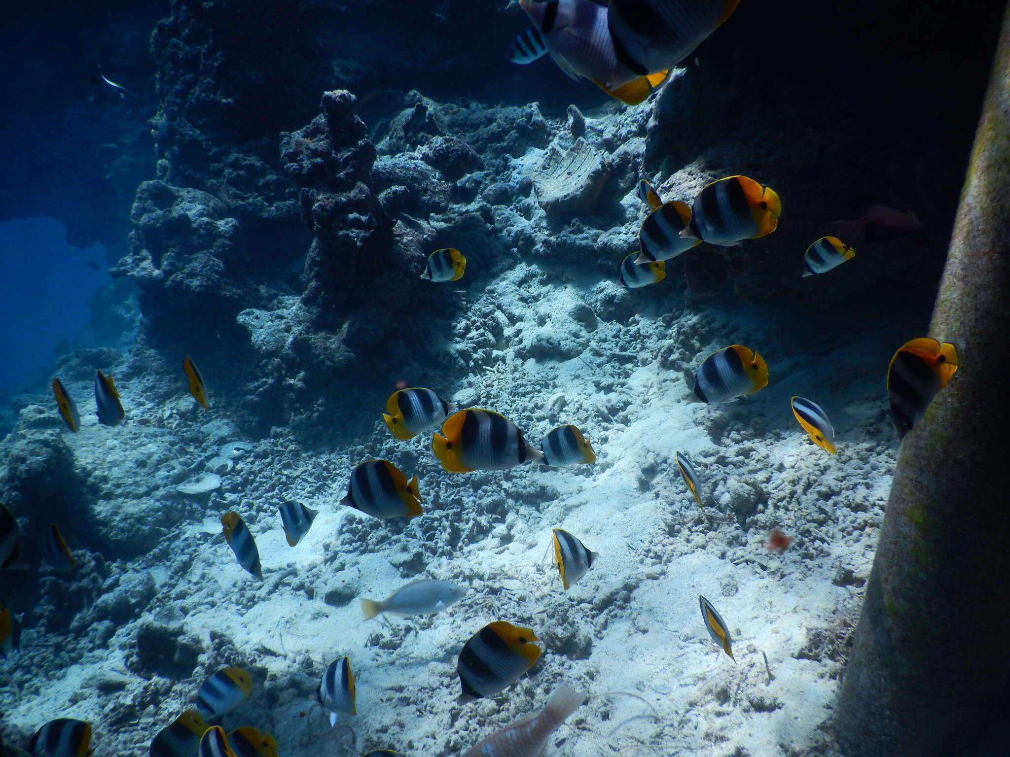 Image of Pacific Double-saddle Butterflyfish