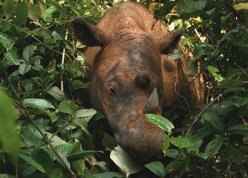 Image of Hairy Rhinoceros